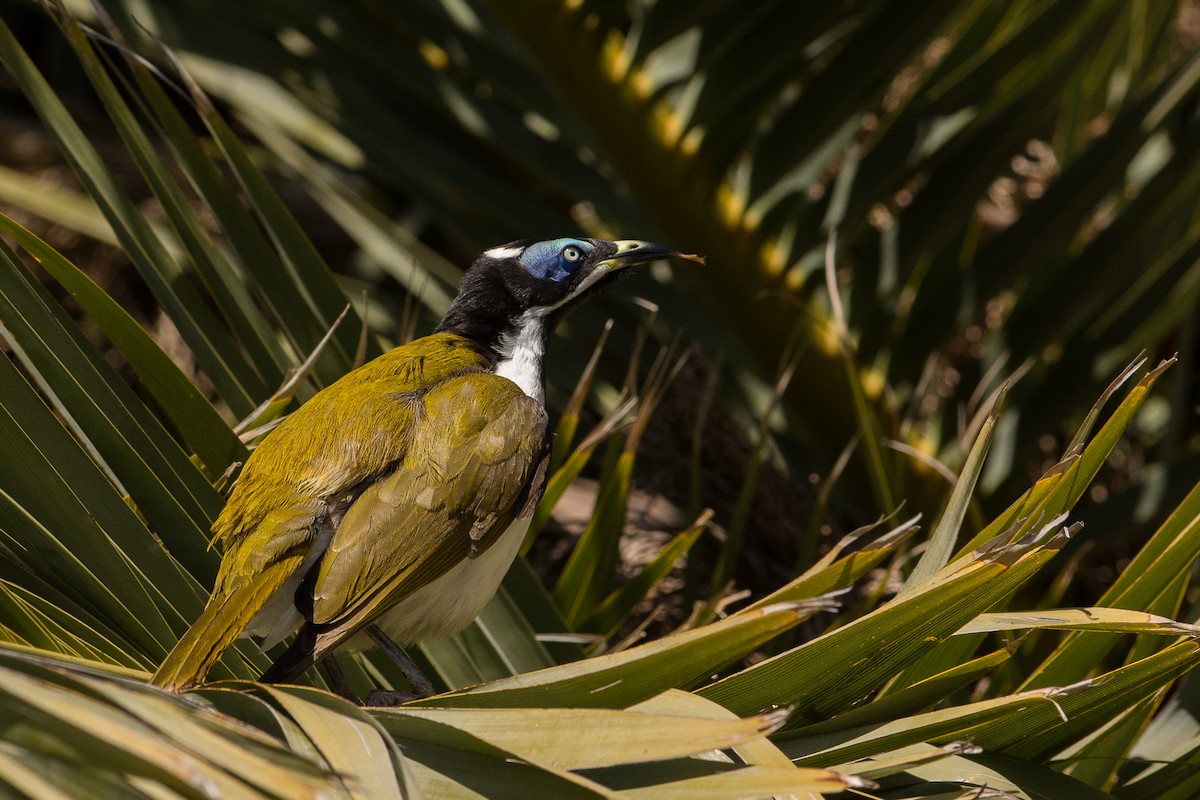 Blue-faced Honeyeater - ML112963711