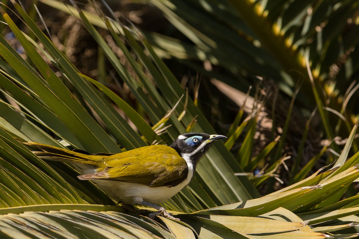 Blue-faced Honeyeater - ML112963721