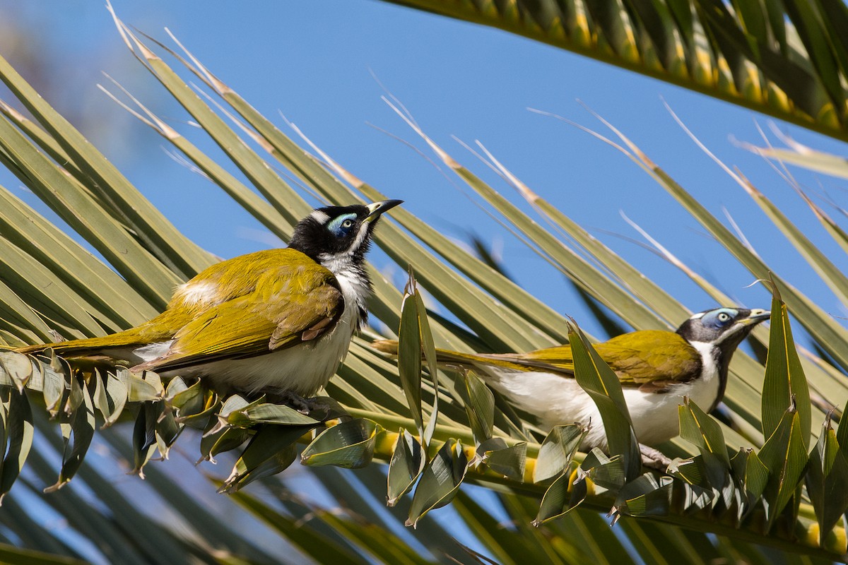 Blue-faced Honeyeater - ML112963731