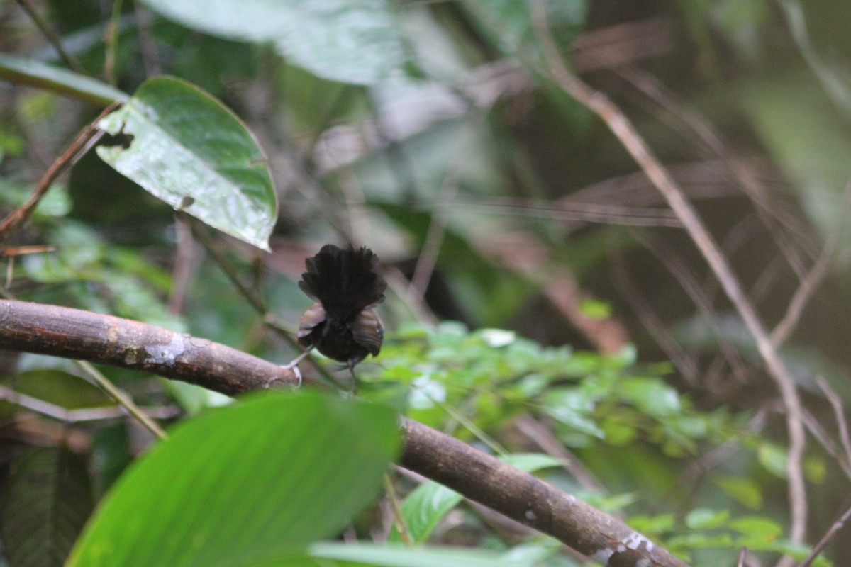 Black-throated Antbird - ML112964941