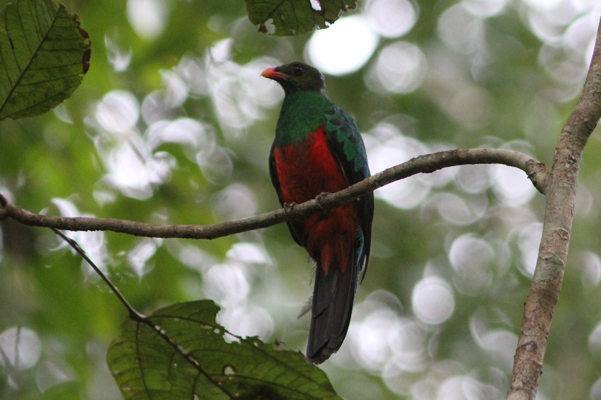 Quetzal pavonin - ML112964991