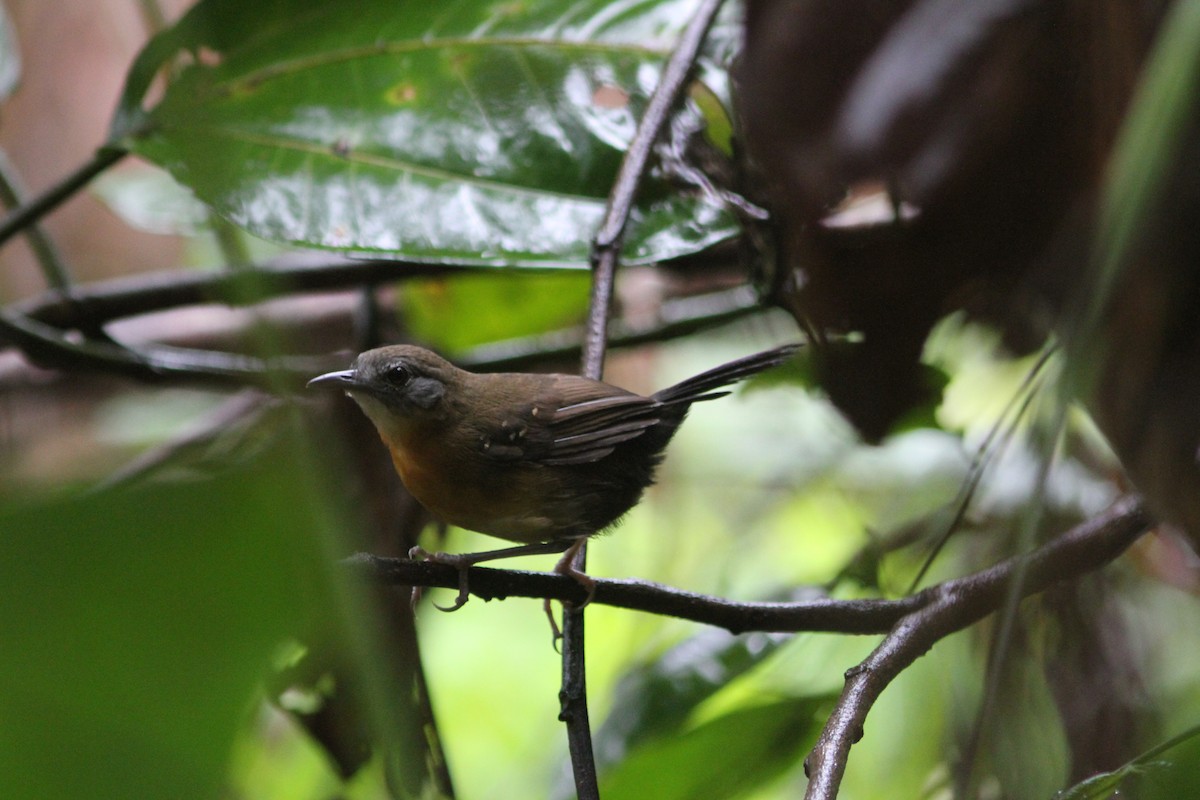 Braunscheitel-Ameisenvogel - ML112965091