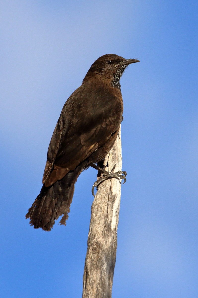 Black-tailed Treecreeper - Keith & Lindsay Fisher