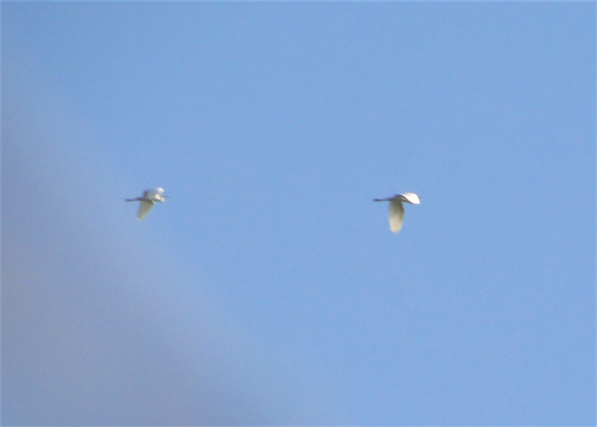 Great Egret - ML112965391