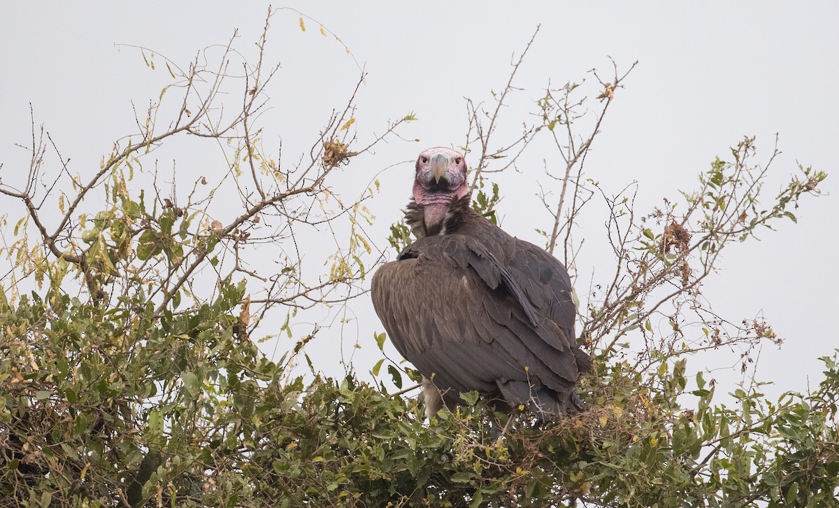 Lappet-faced Vulture - Ian Davies