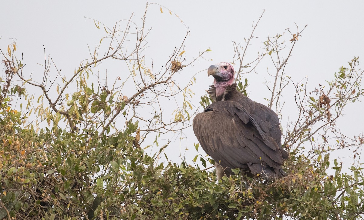 Lappet-faced Vulture - Ian Davies