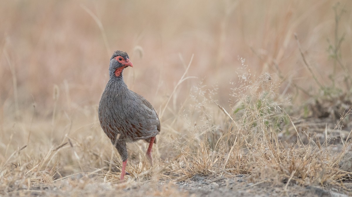 Red-necked Spurfowl (Cranch's) - ML112968161