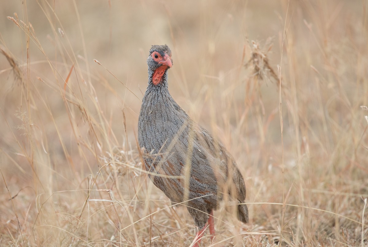 Red-necked Spurfowl (Cranch's) - ML112968171