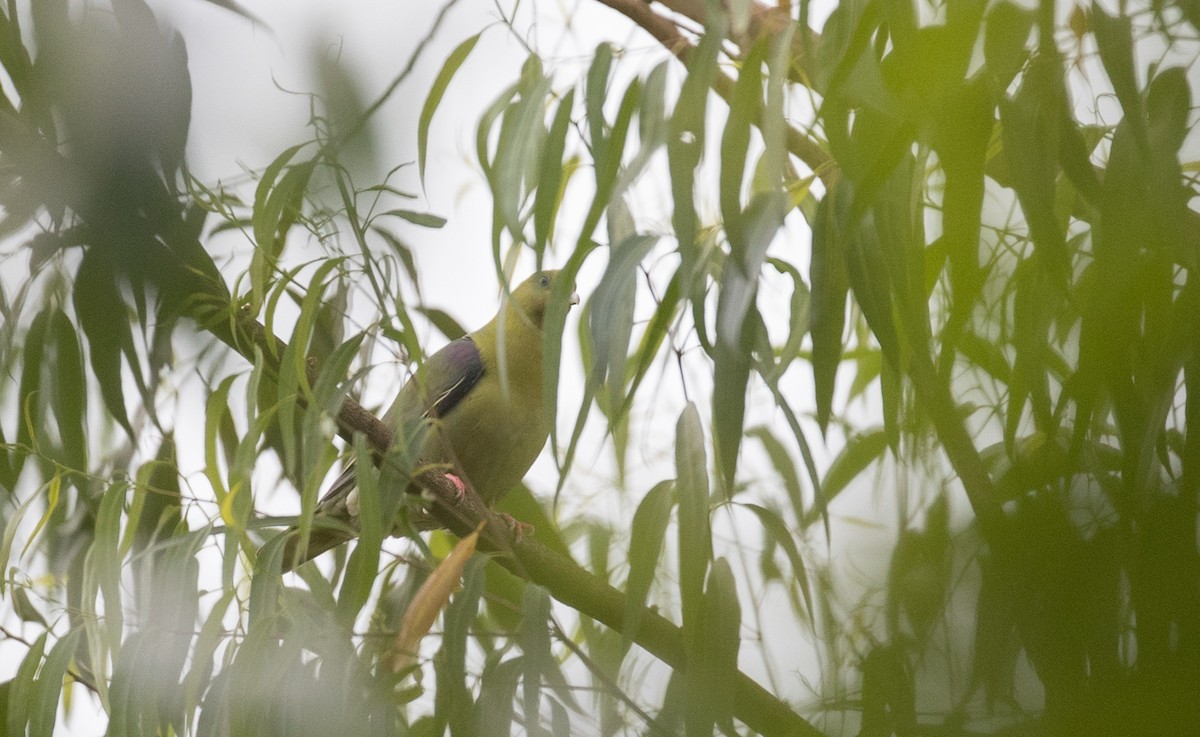 African Green-Pigeon - ML112968891