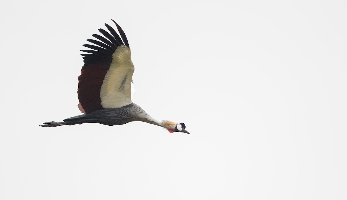 Gray Crowned-Crane - ML112969061