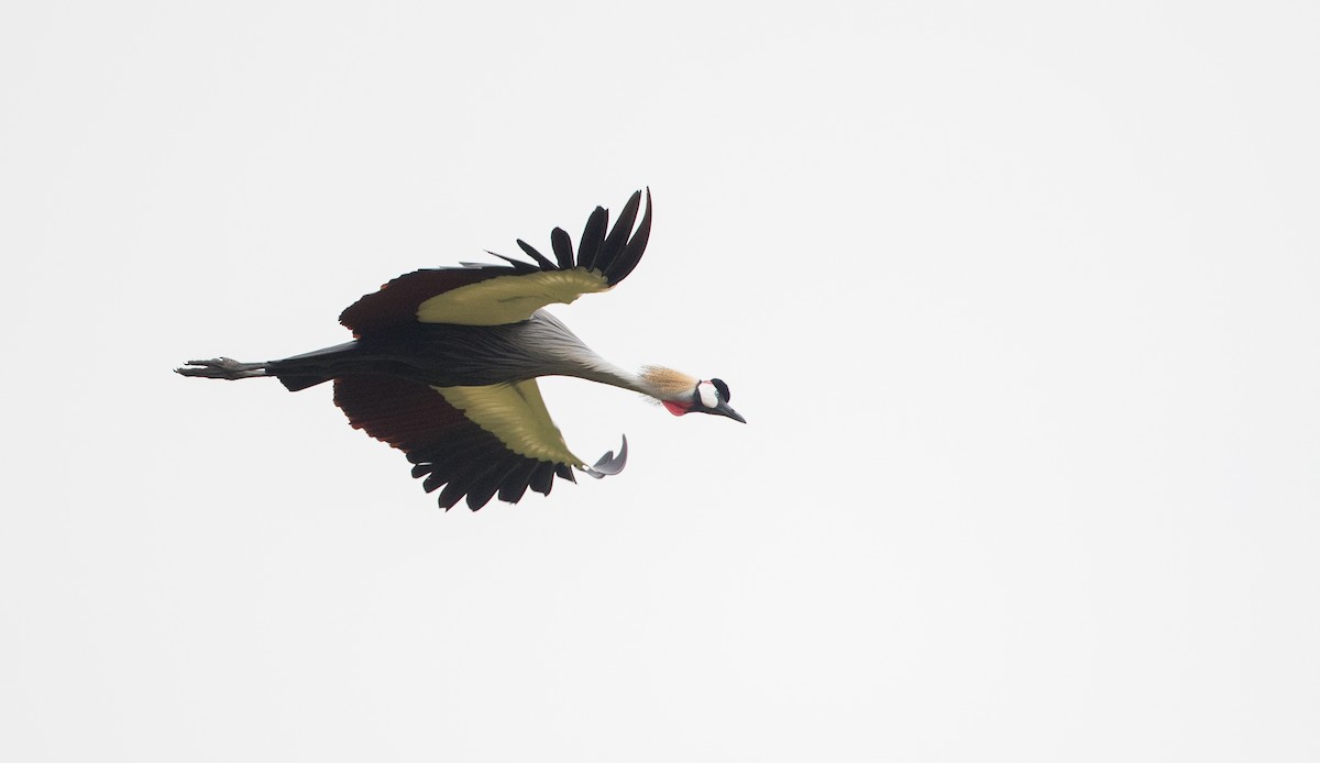 Gray Crowned-Crane - ML112969071