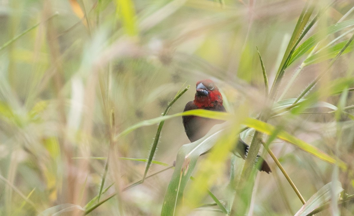 Red-headed Bluebill - Ian Davies