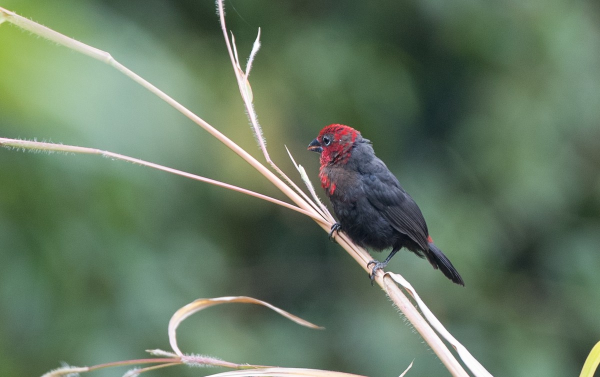 Red-headed Bluebill - Ian Davies