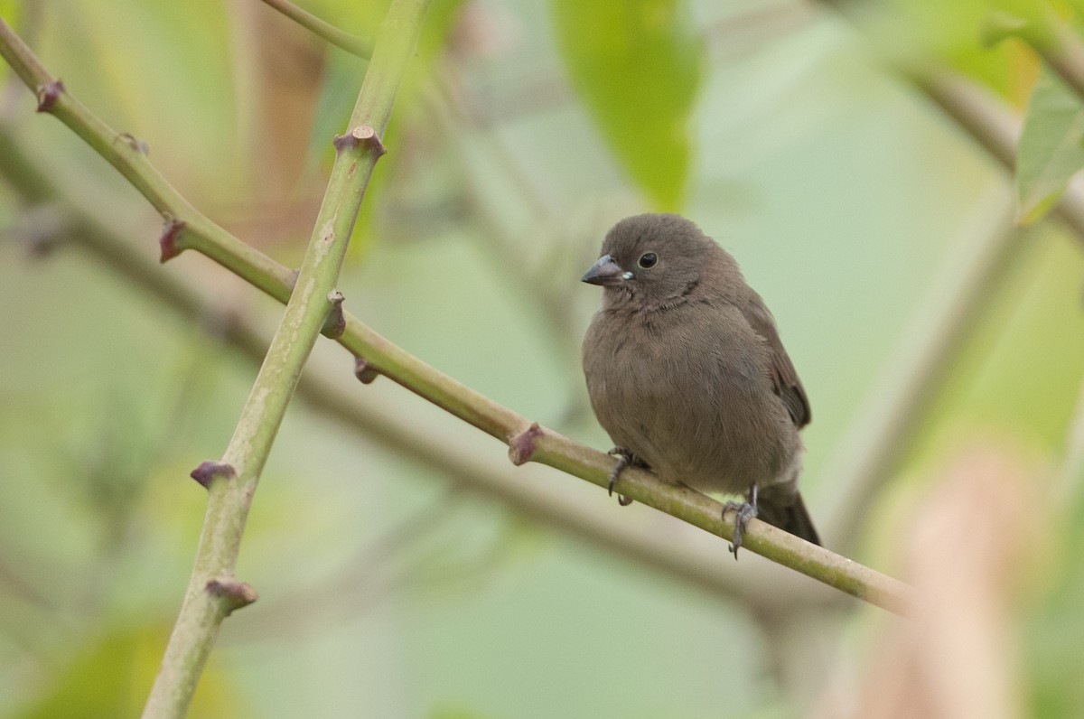 Red-billed Firefinch - ML112969511