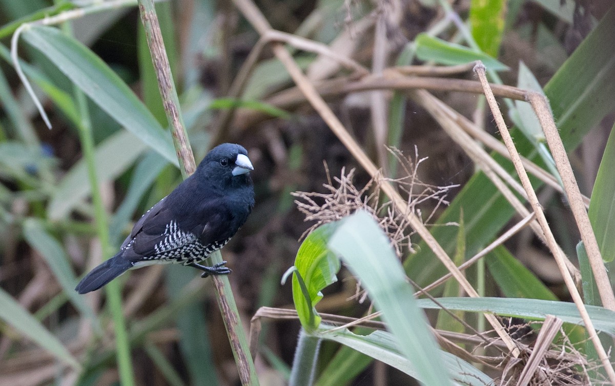 svartryggmannikin (bicolor/poensis) - ML112969581