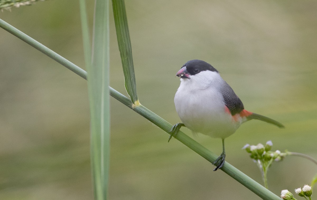 Black-crowned Waxbill - Ian Davies