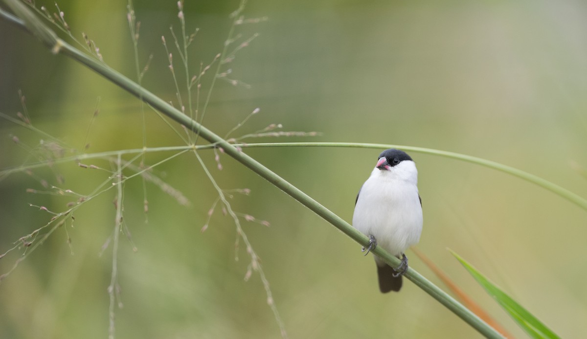 Black-crowned Waxbill - ML112969681