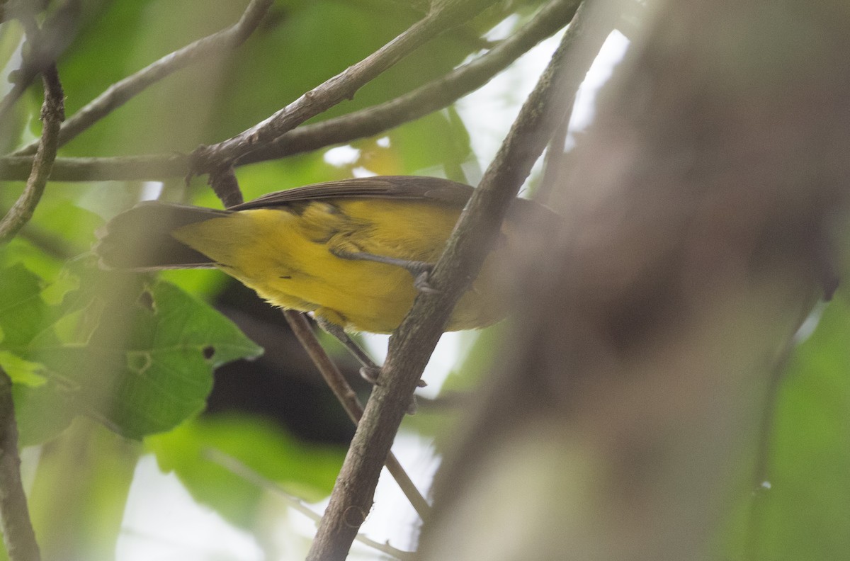 Black-necked Weaver - ML112969791