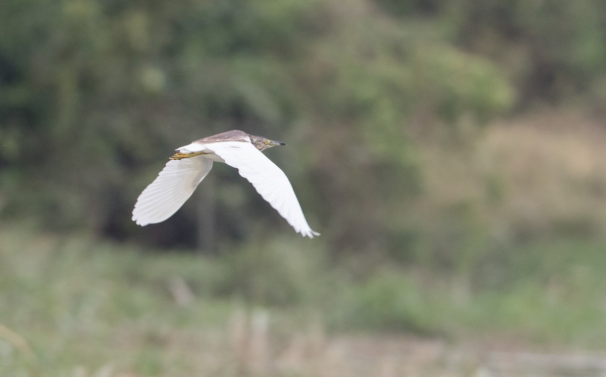 Malagasy Pond-Heron - ML112970261