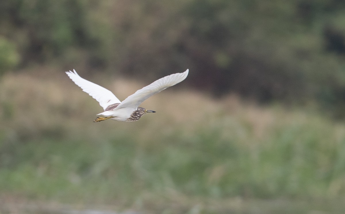 Malagasy Pond-Heron - ML112970271