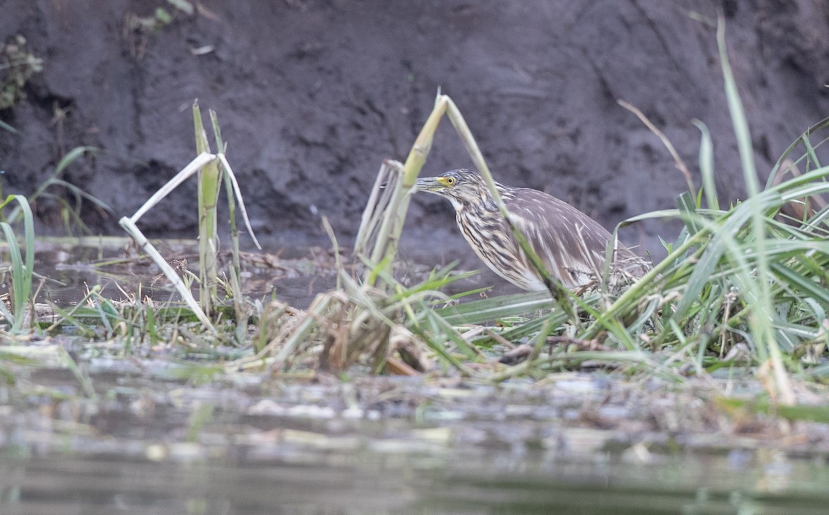 Malagasy Pond-Heron - Ian Davies