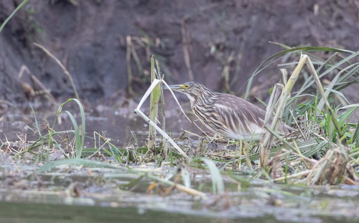 Malagasy Pond-Heron - ML112970291