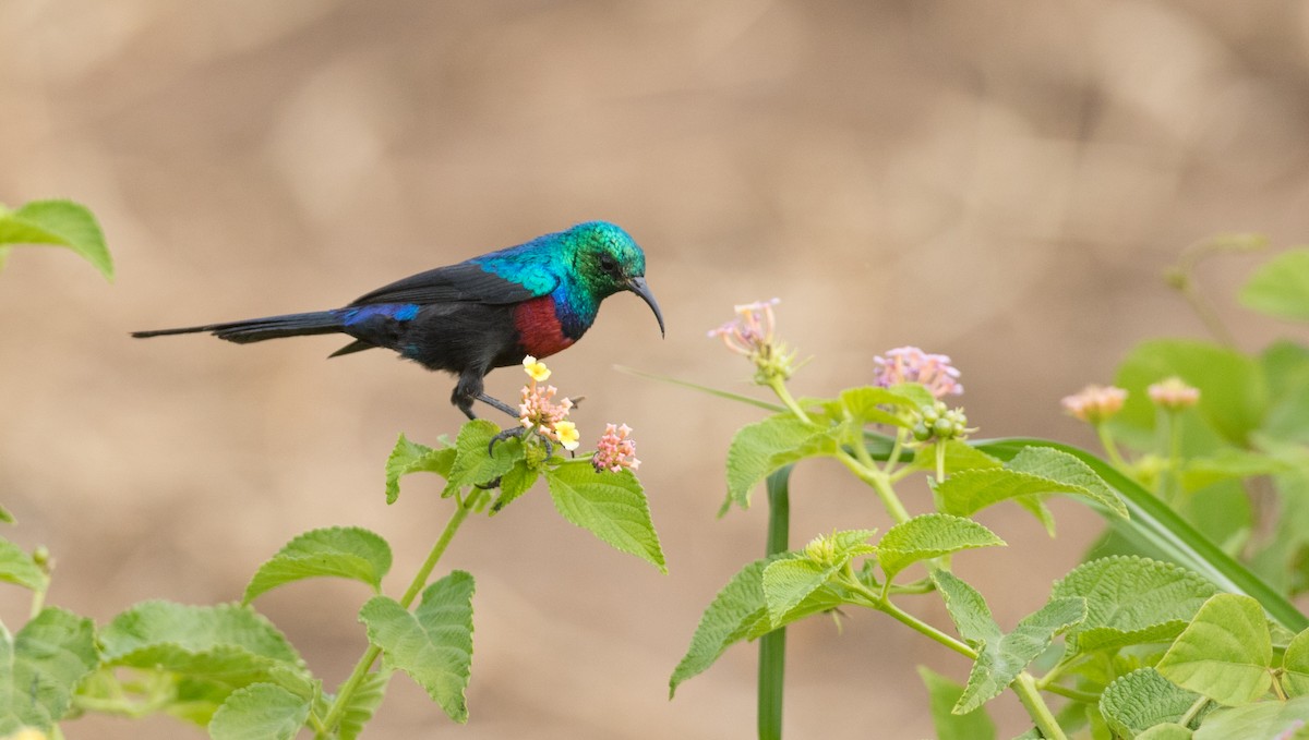 Red-chested Sunbird - Ian Davies