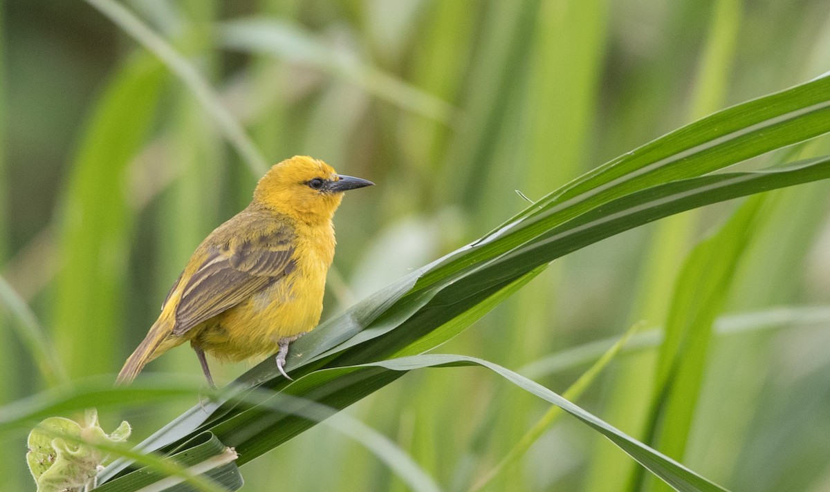 Slender-billed Weaver - ML112970521