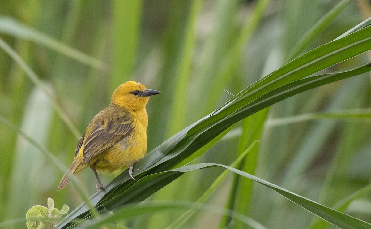 Slender-billed Weaver - ML112970531