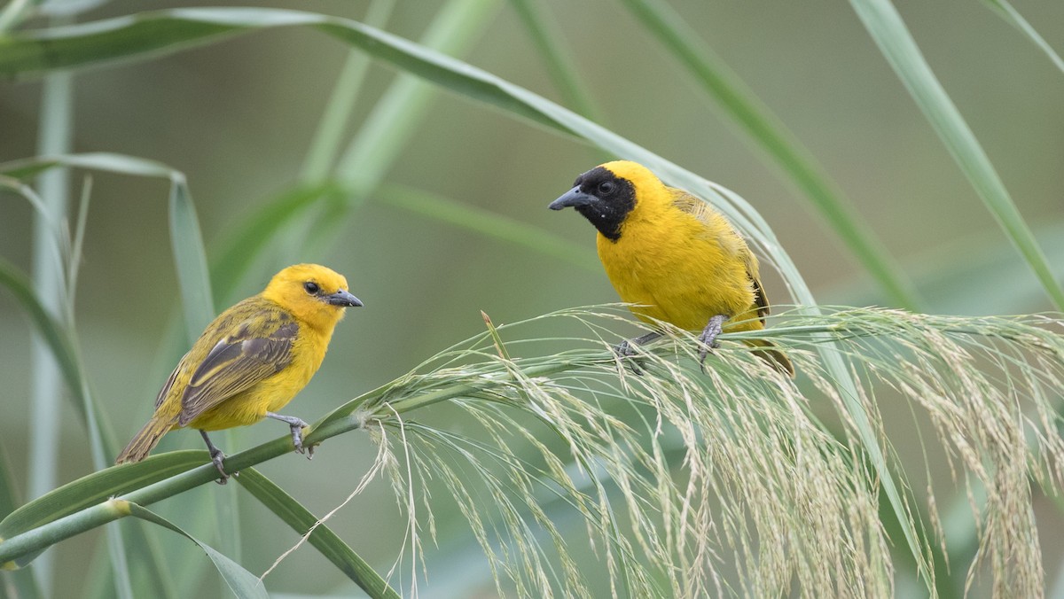 Slender-billed Weaver - ML112970561