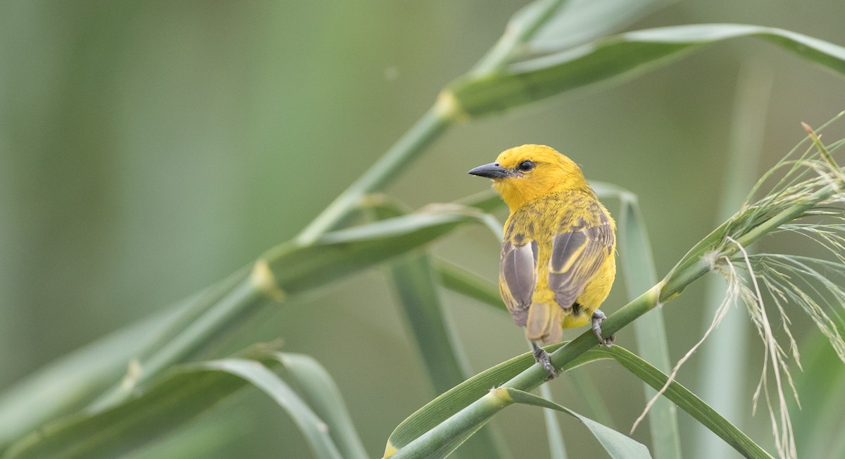 Slender-billed Weaver - ML112970591