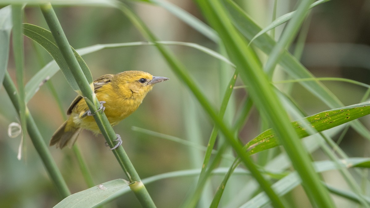 Slender-billed Weaver - ML112970611