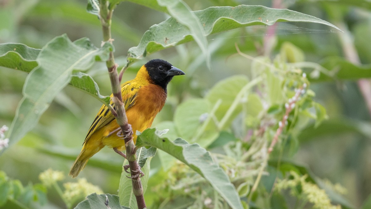 Black-headed Weaver - ML112970641