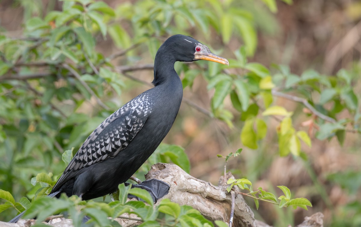 Long-tailed Cormorant - ML112970811