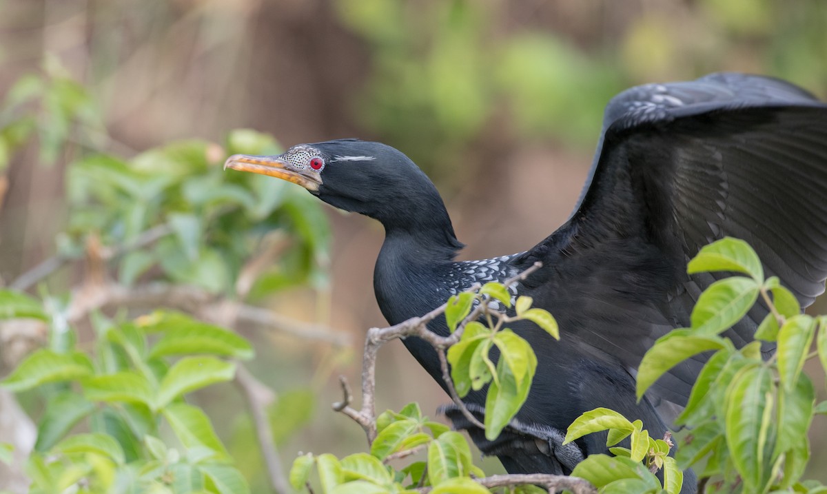 Long-tailed Cormorant - ML112970831