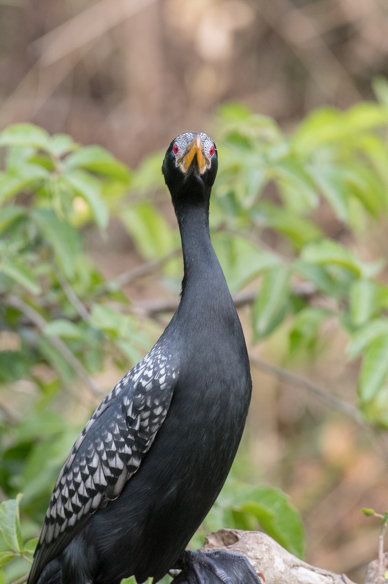 Long-tailed Cormorant - ML112970871