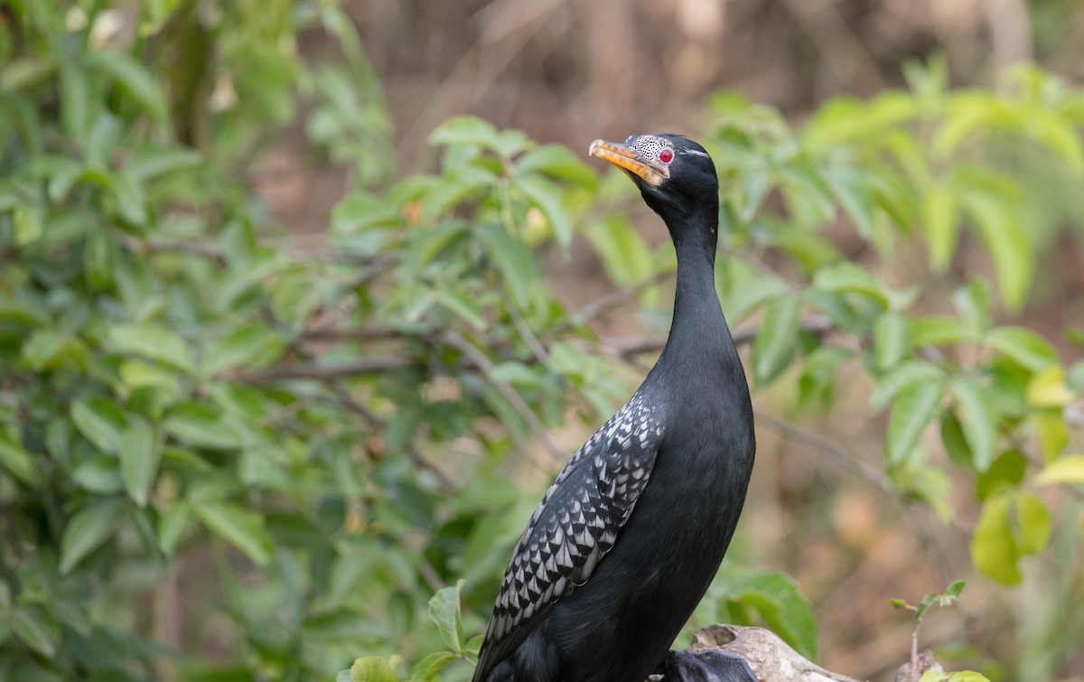 Long-tailed Cormorant - ML112970891