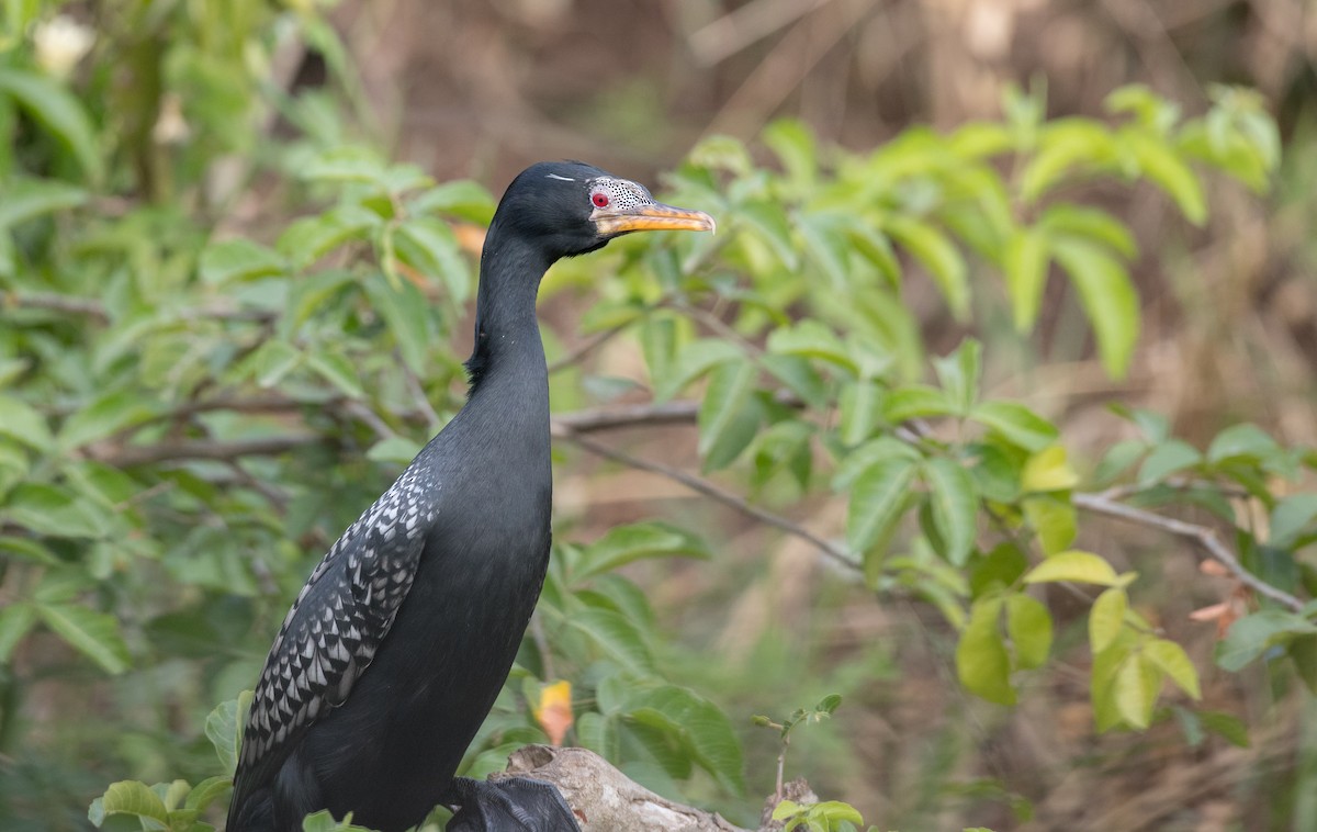 Long-tailed Cormorant - ML112970911