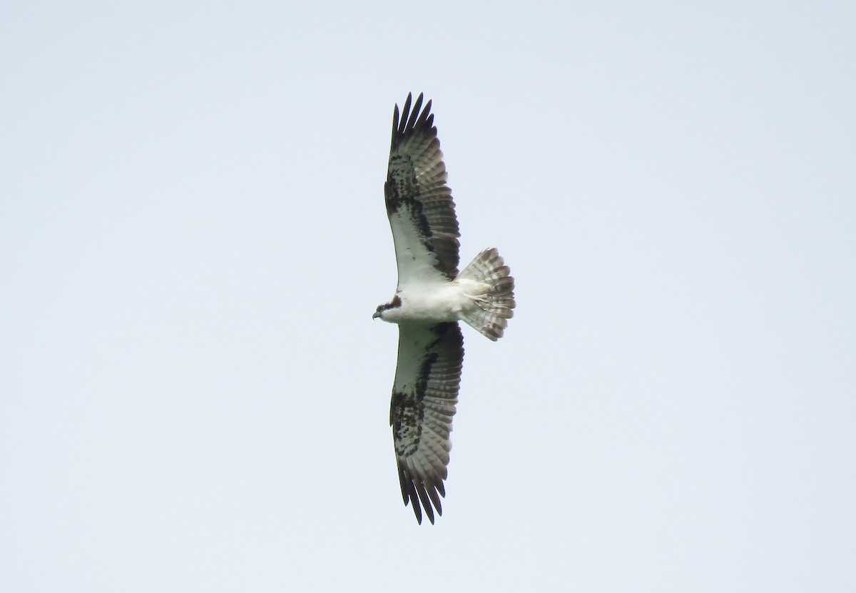 Osprey - Henk Sierdsema