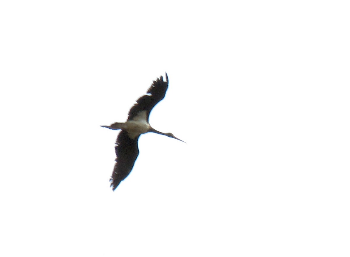 Black Stork - ML112972021