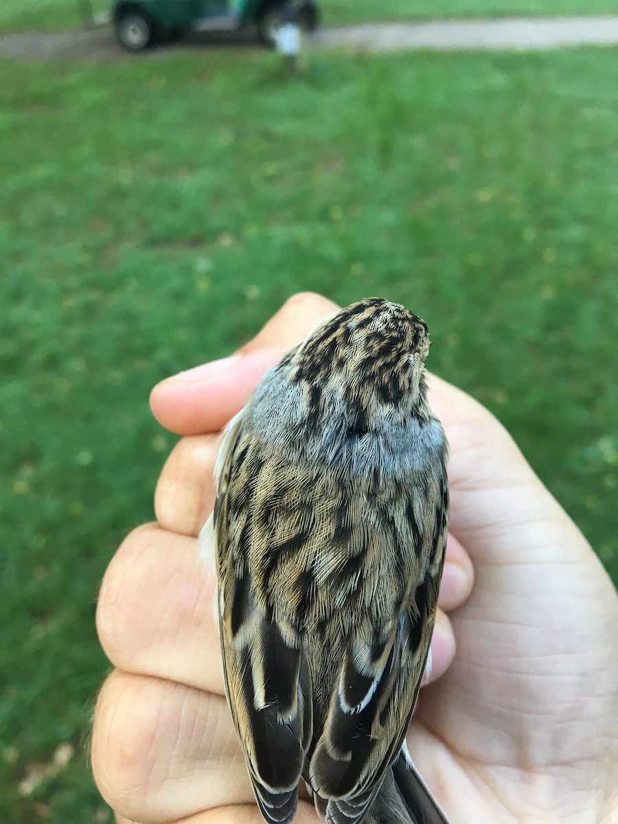 Clay-colored Sparrow - Aaron Yappert