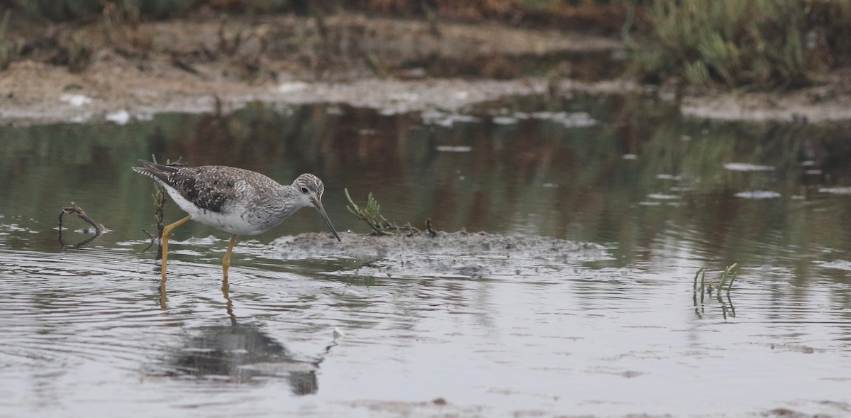 Greater Yellowlegs - ML112972631