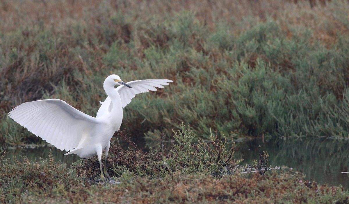 Snowy Egret - Max Benningfield