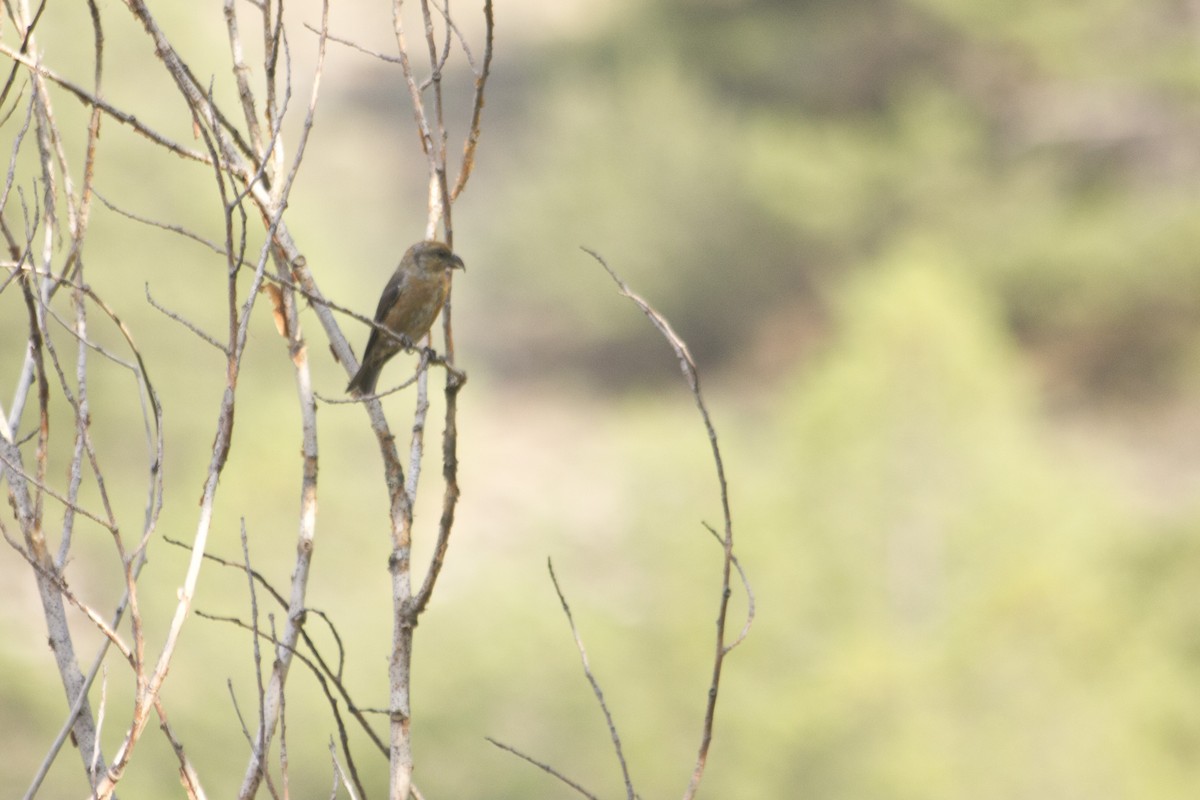 Red Crossbill - ML112972961
