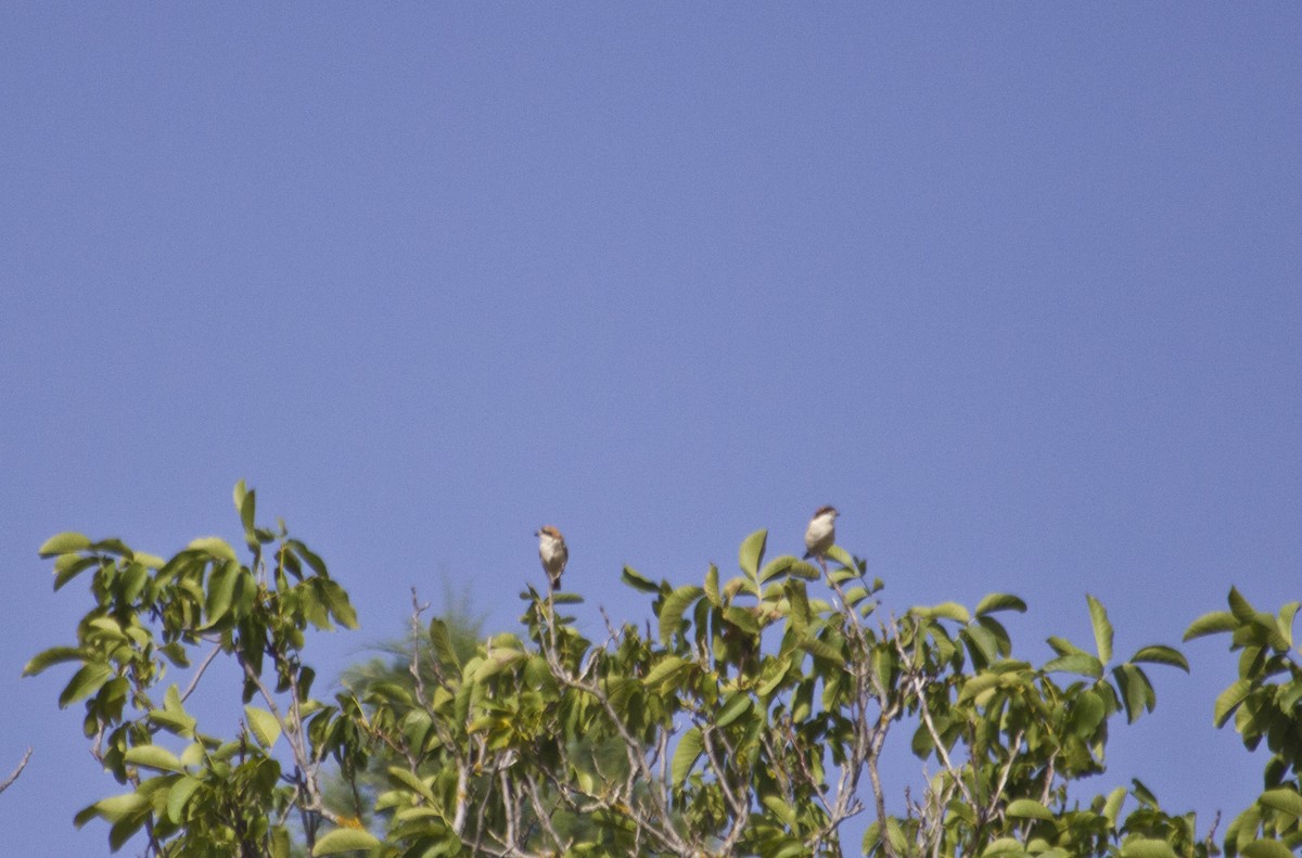 Woodchat Shrike - ML112973261