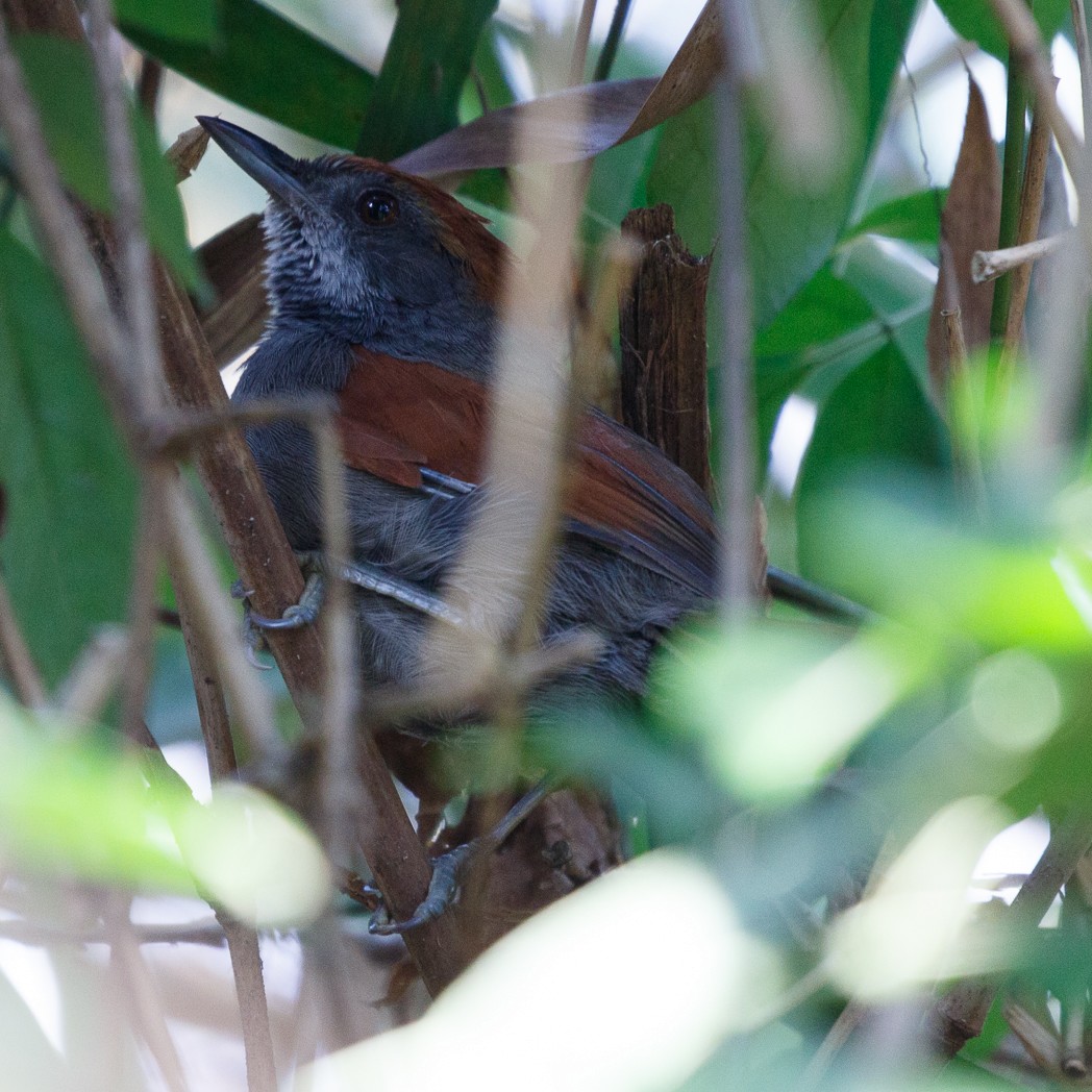 Amazonian Spinetail (undescribed form) - ML112975341