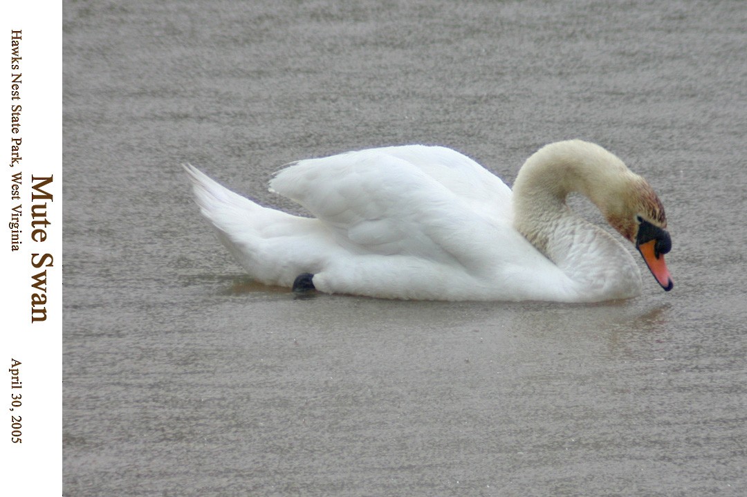 Mute Swan - ML112976991