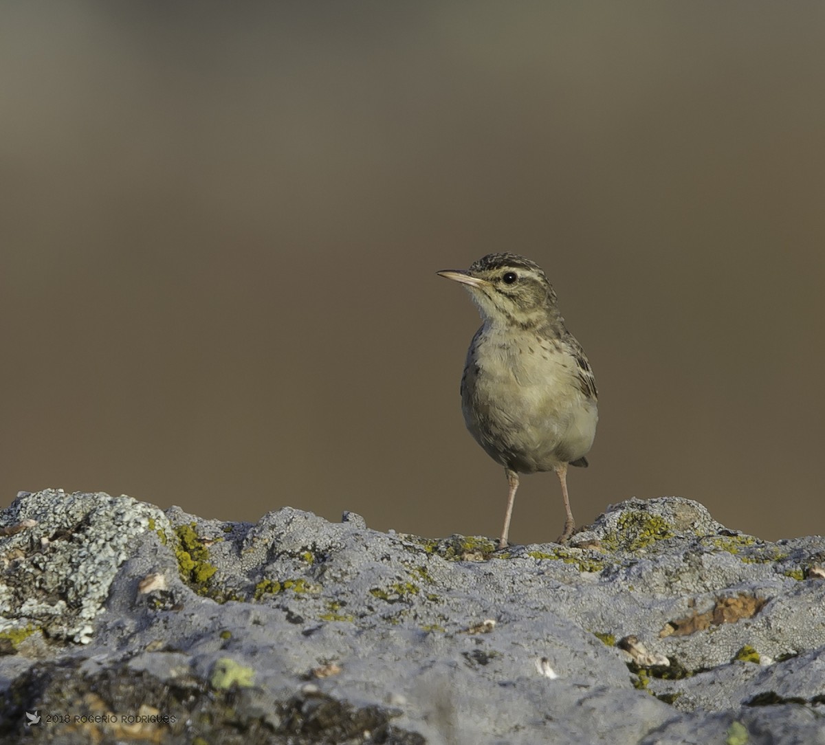 Tawny Pipit - Rogério Rodrigues