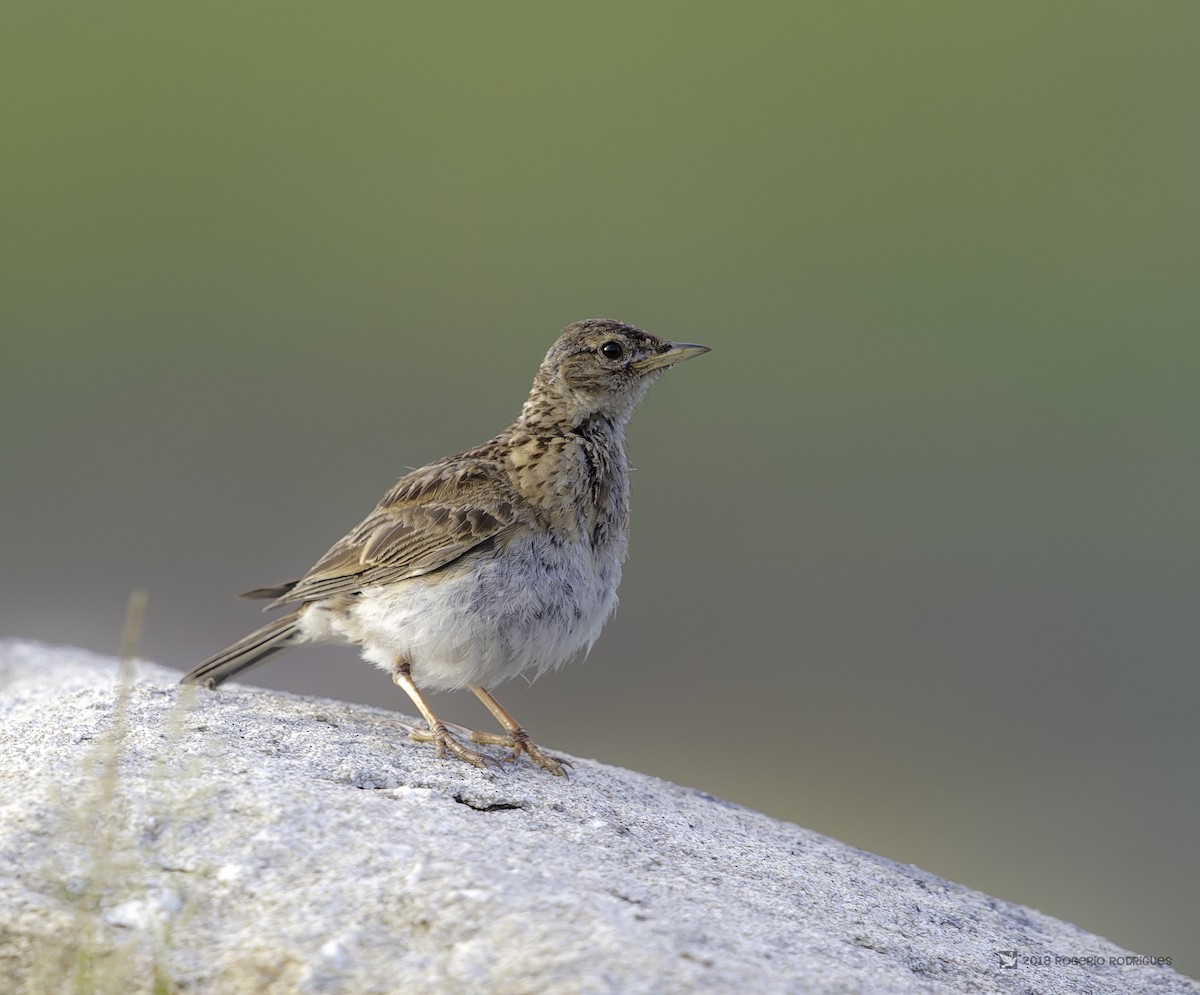 Eurasian Skylark - ML112977261