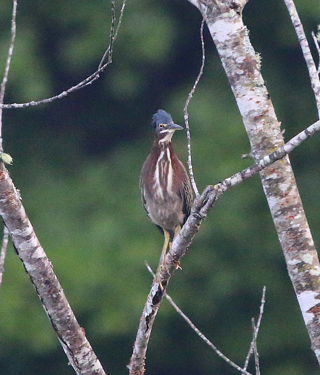 Green Heron - ML112981161